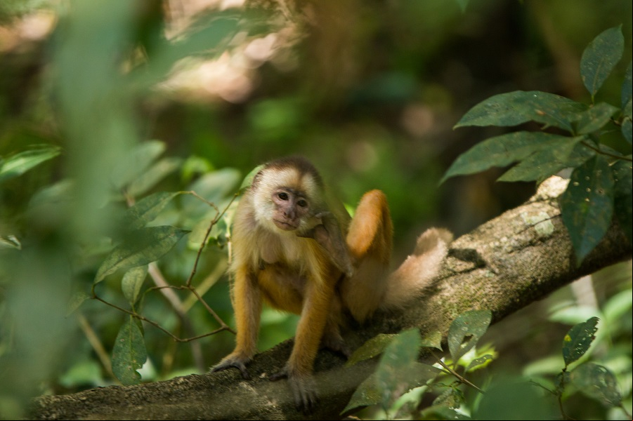 Macaquinho em Mamiraua - Foto: Ana Claudia Jatahy - Mtur
