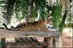 Jardim Zool